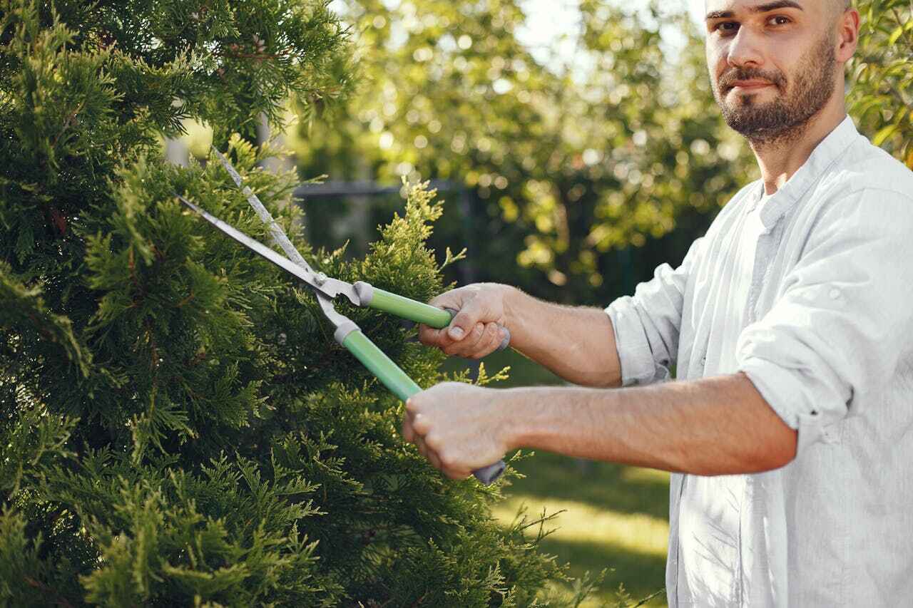 The Steps Involved in Our Tree Care Process in Marengo, IL